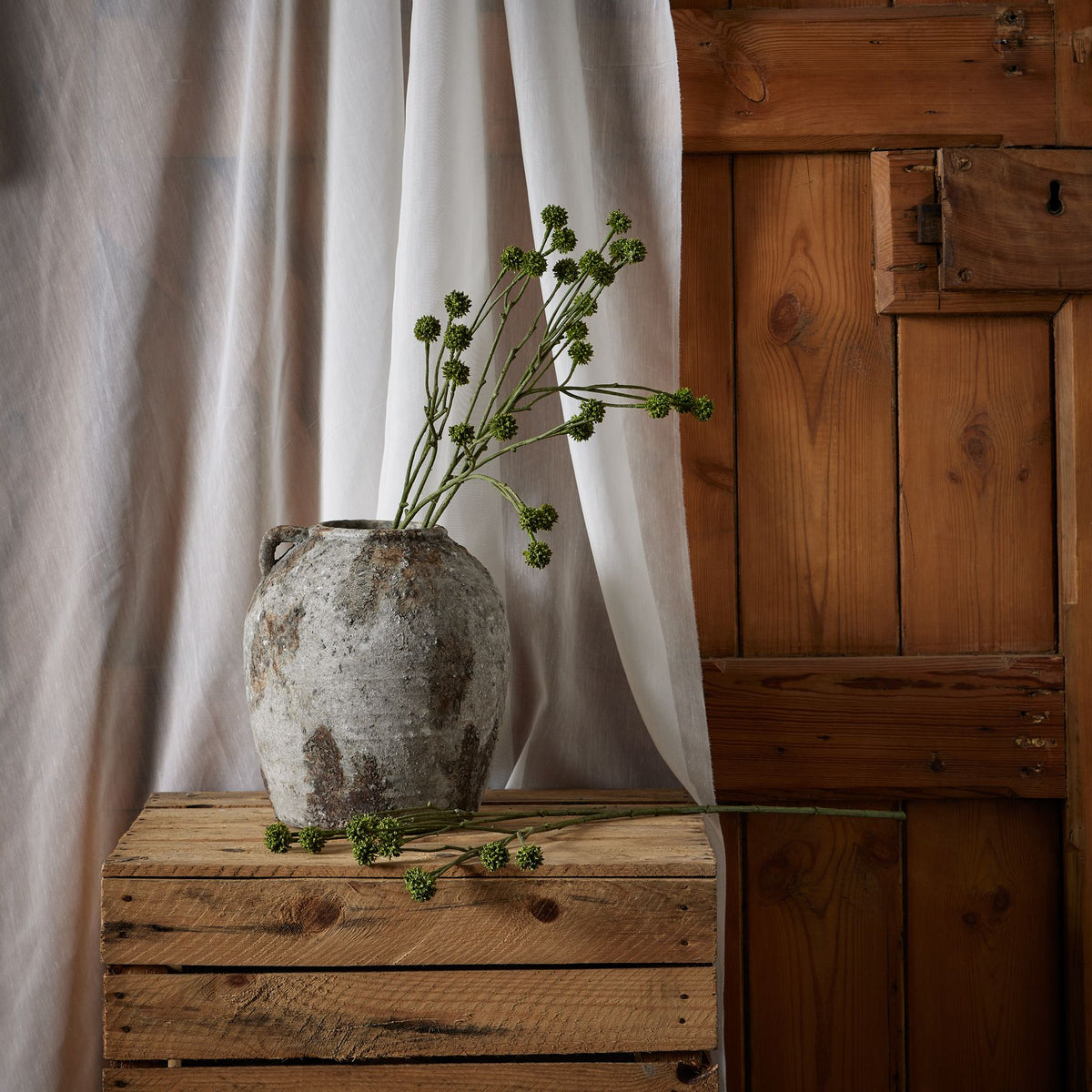 Green Craspedia Stem – alternate view 3