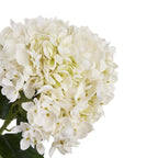 White Hydrangea Stem – alternate view 3