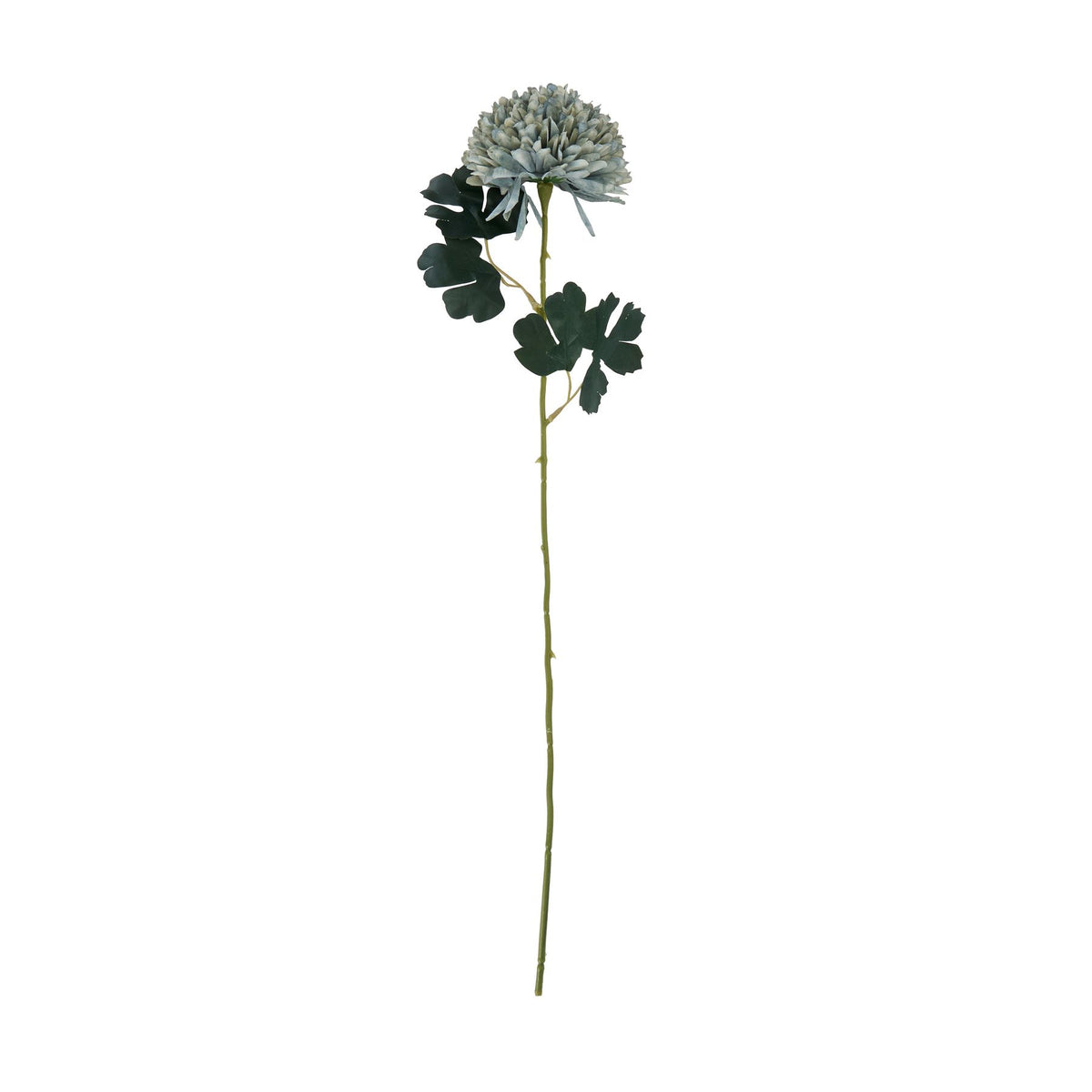 Pale Green Blue Chrysanthemum – alternate view 3