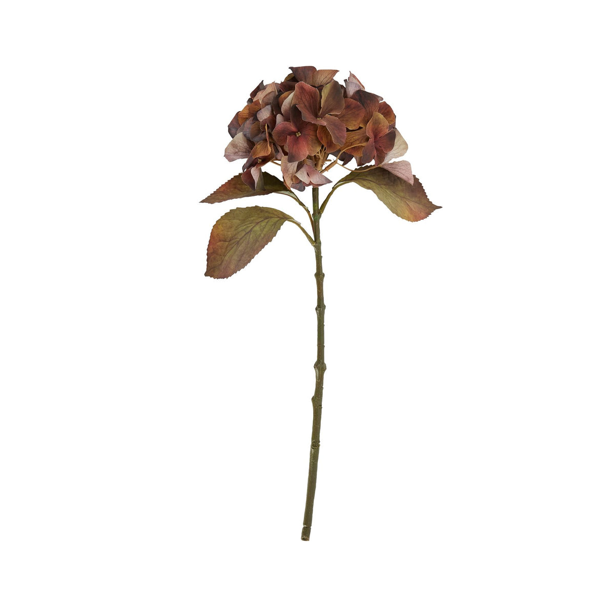 Mixed Autumn Browns Single Hydrangea Stem – alternate view 3