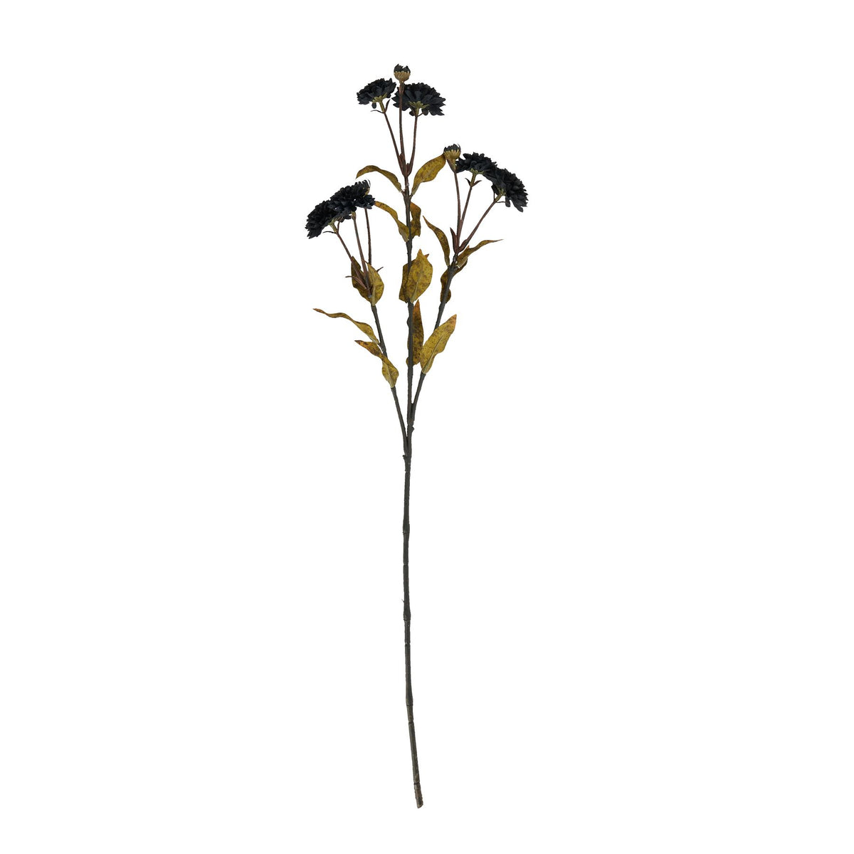 Black Chrysanthemum – alternate view 3