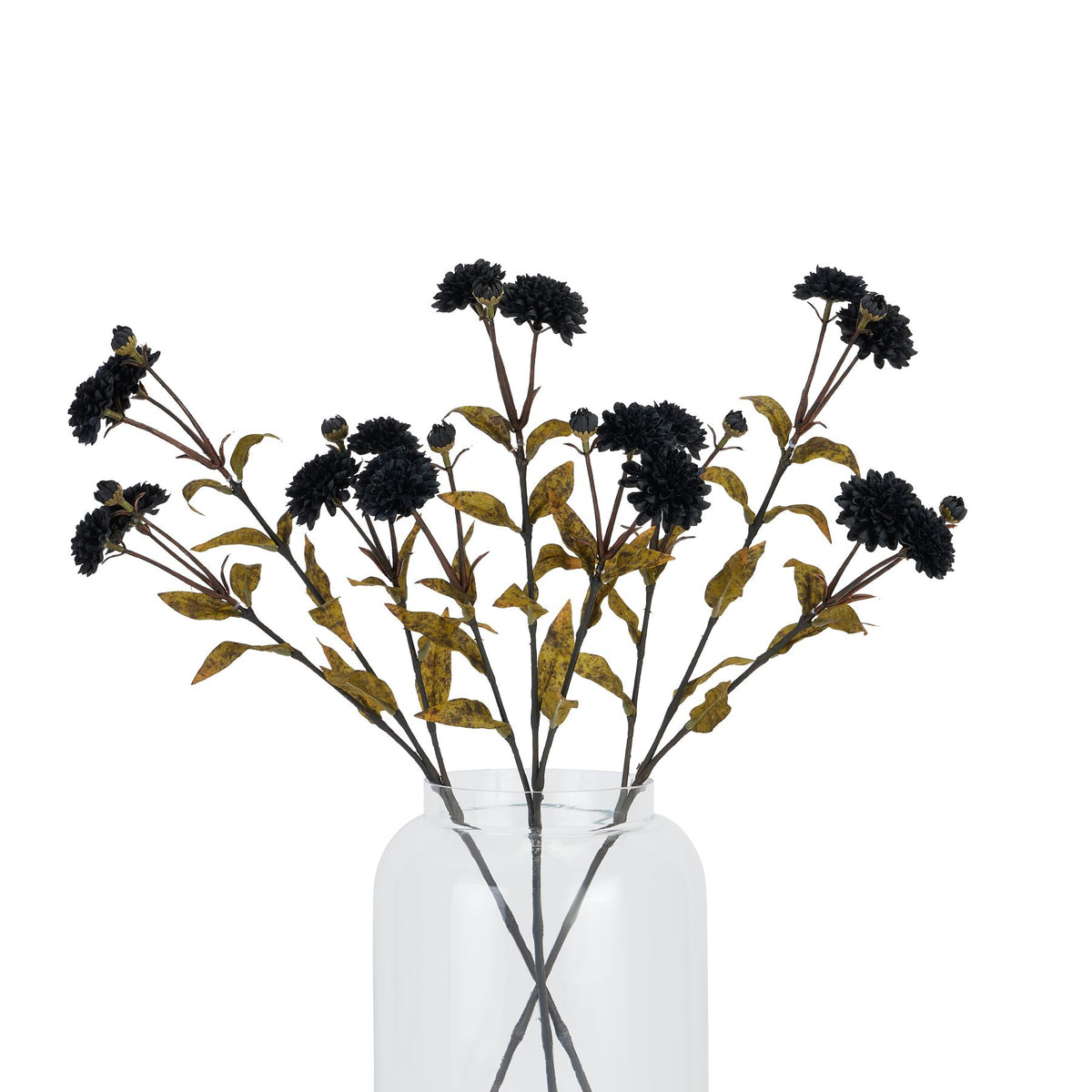 Black Chrysanthemum – alternate view 4