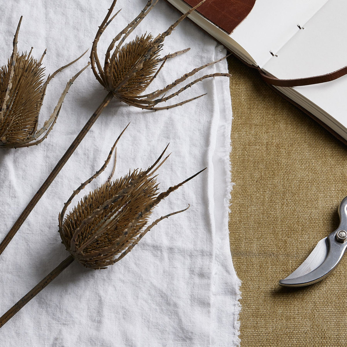 Large Brown Triple Teasle Stem – alternate view 2