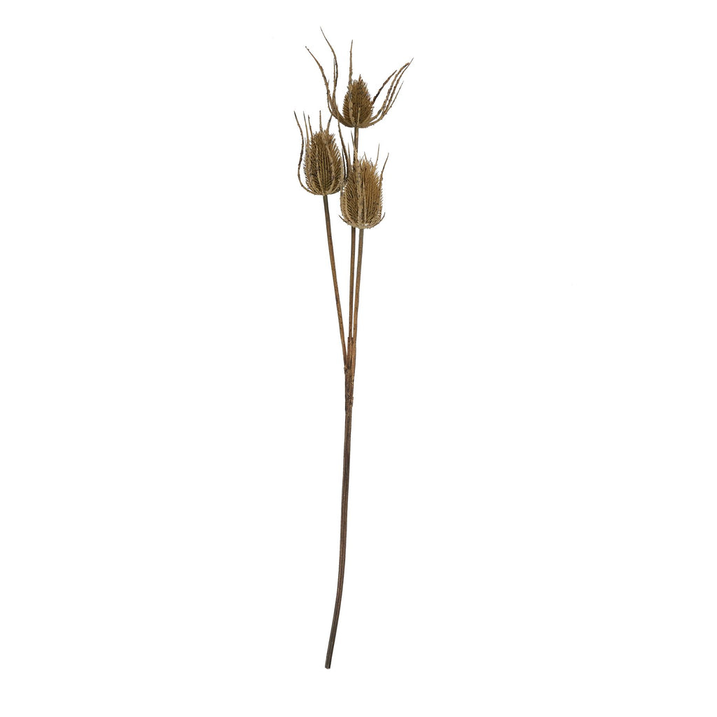 Large Brown Triple Teasle Stem – alternate view 3