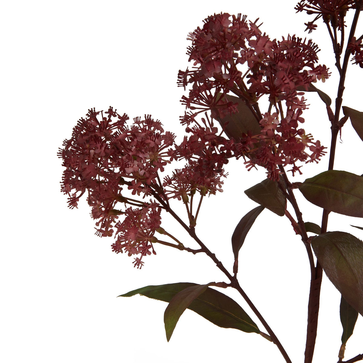 Medium Burgundy Smokebush Stem – alternate view 2