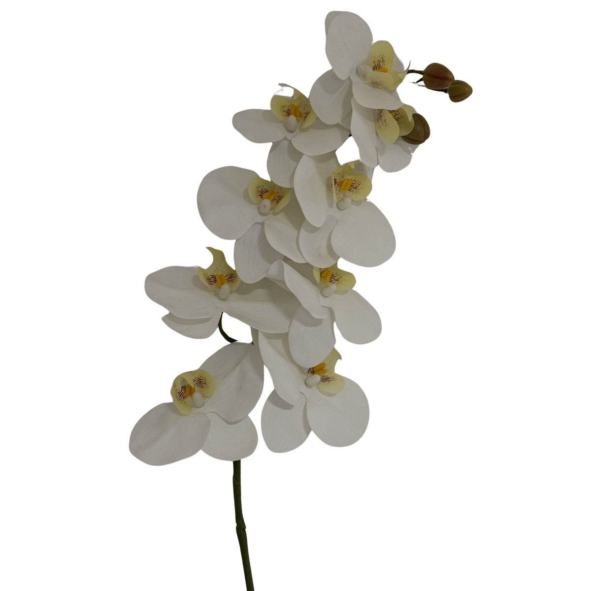 Tall White Butterfly Orchid Stem – alternate view 2