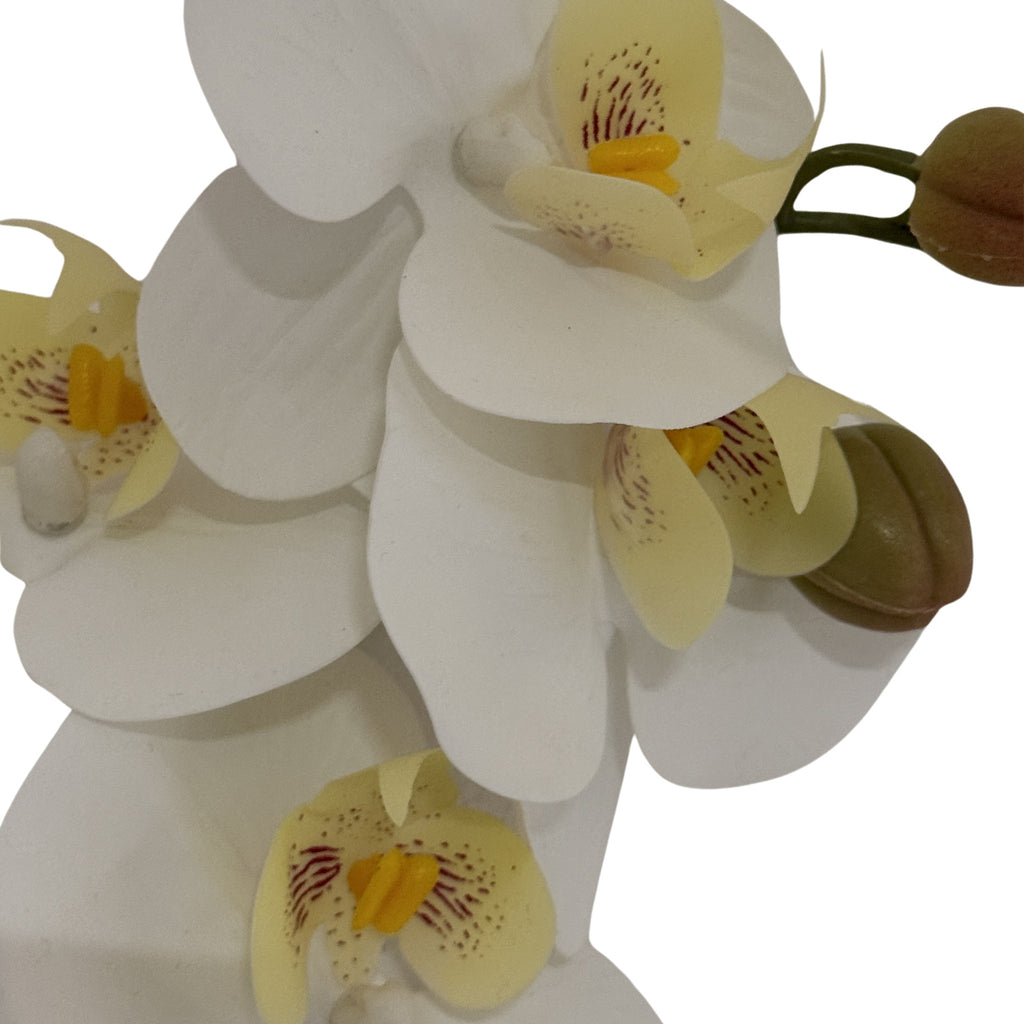 Tall White Butterfly Orchid Stem – alternate view 3