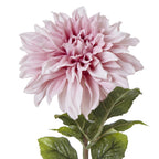 The Natural Garden Collection Pink Dahlia – alternate view 5