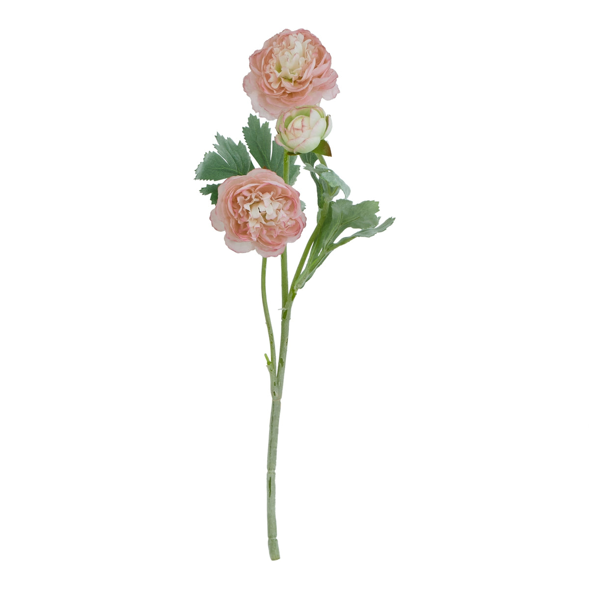 The Natural Garden Collection Pink Ranunculus – alternate view 3