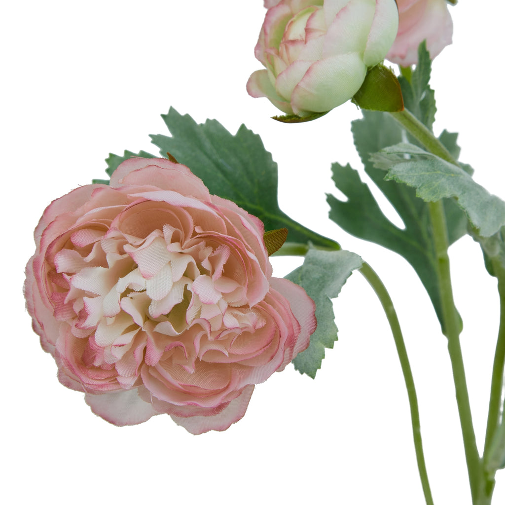 The Natural Garden Collection Pink Ranunculus – alternate view 4
