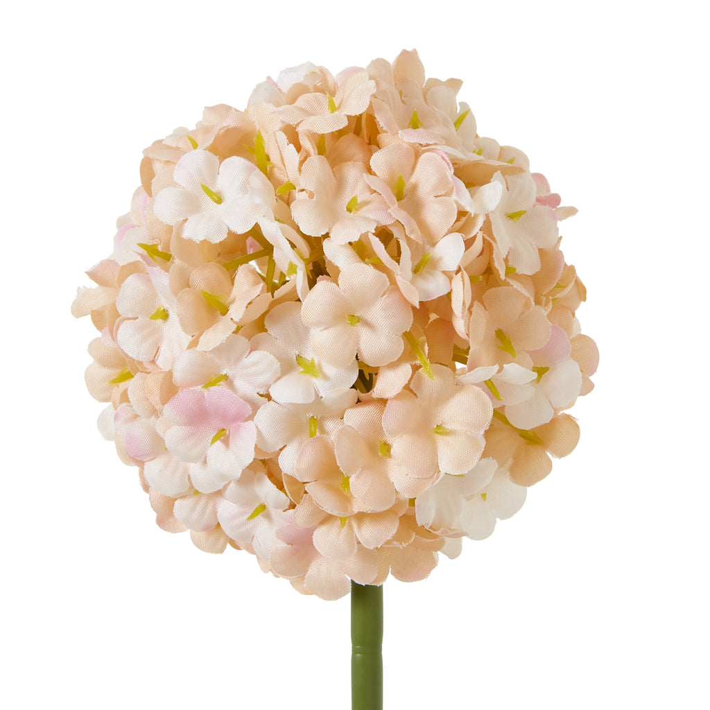 The Natural Garden Collection White & Apricot Allium – alternate view 4