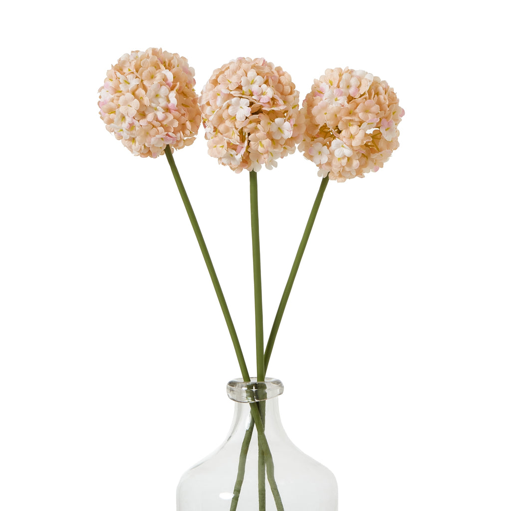 The Natural Garden Collection White & Apricot Allium – alternate view 5