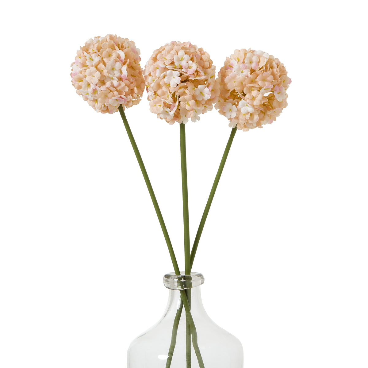 The Natural Garden Collection White & Apricot Allium – alternate view 5