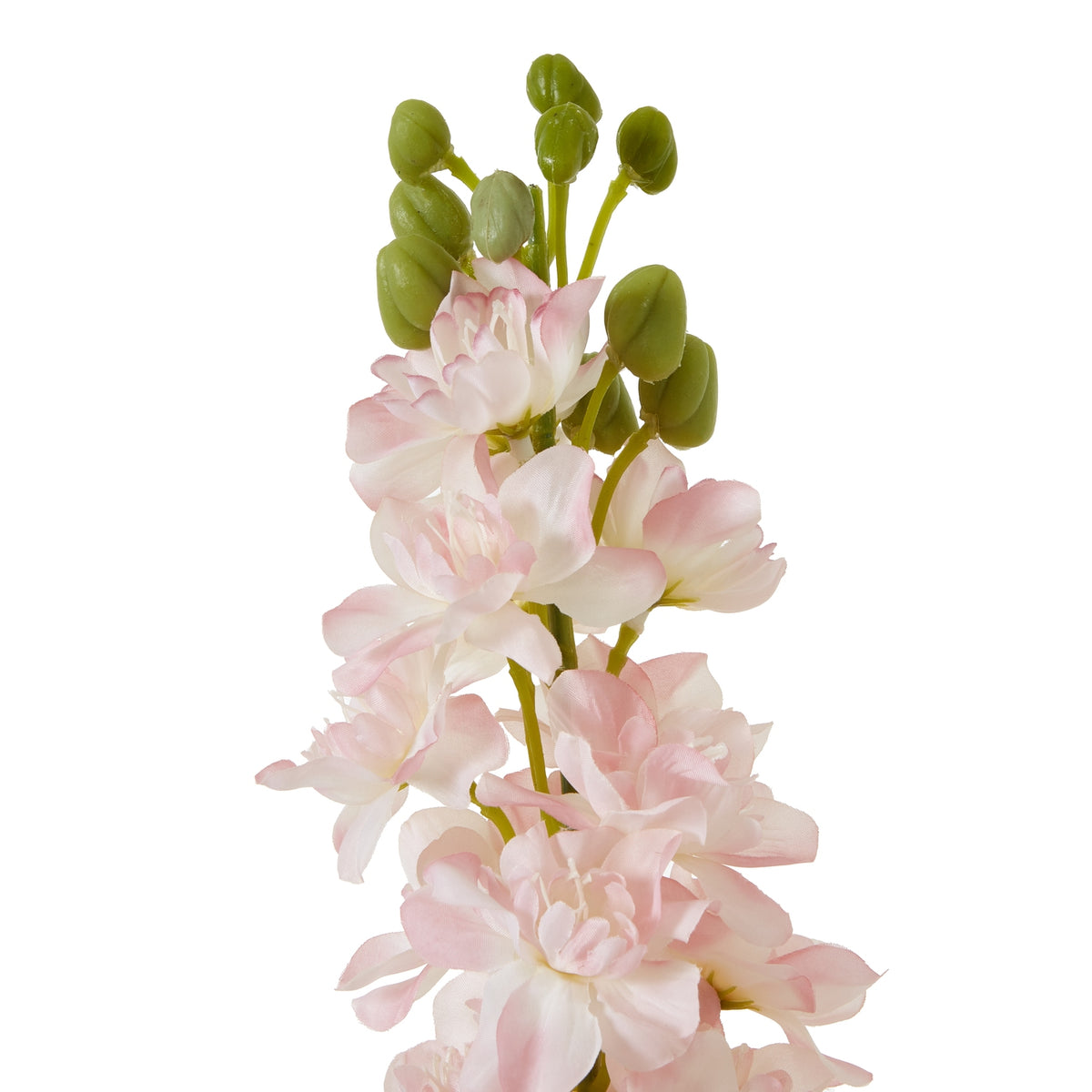 The Natural Garden Collection Pink Elatum Delphinium – alternate view 2