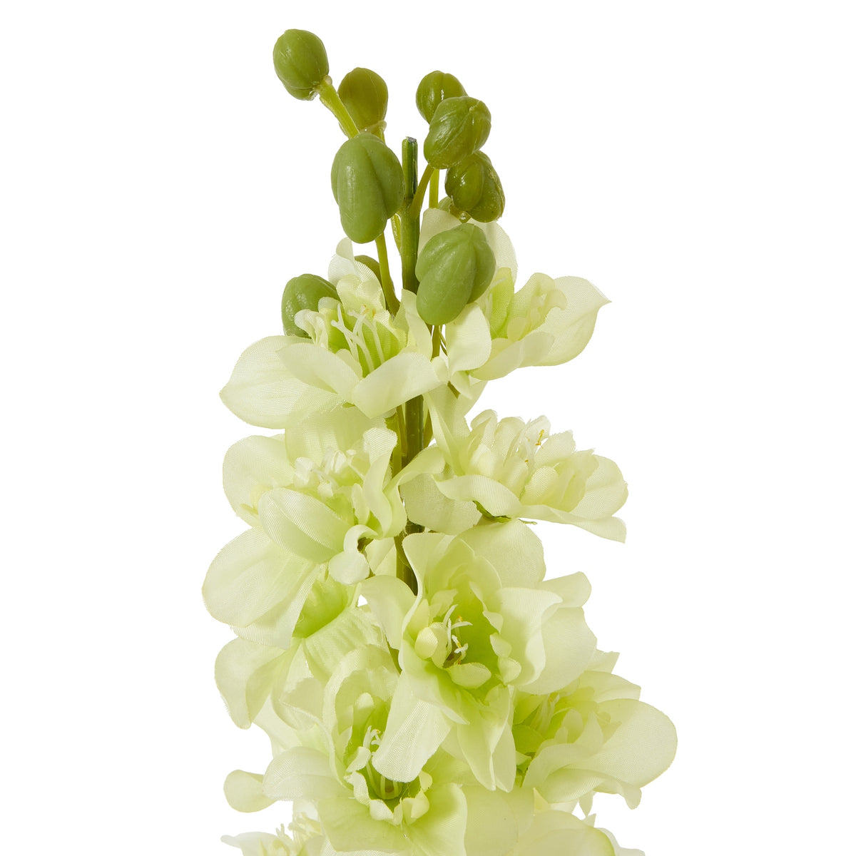 The Natural Garden Collection White Elatum Delphinium – alternate view 2
