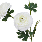 The Natural Garden Collection White Ranunculus – alternate view 4