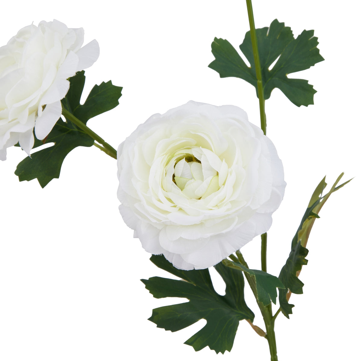The Natural Garden Collection White Ranunculus – alternate view 4