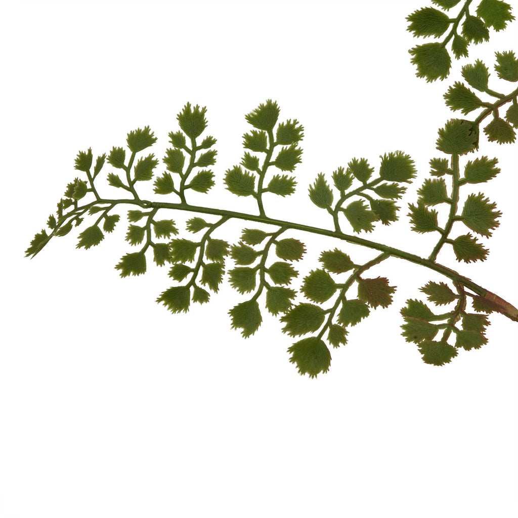 The Natural Garden Collection Maidenhair Fern Stem – alternate view 2