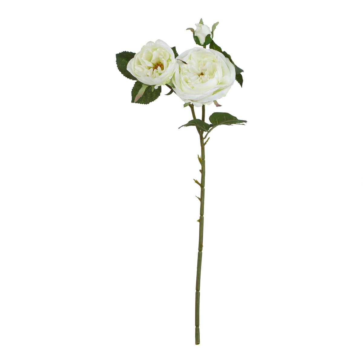The Natural Garden Collection White Charity Rose – alternate view 3