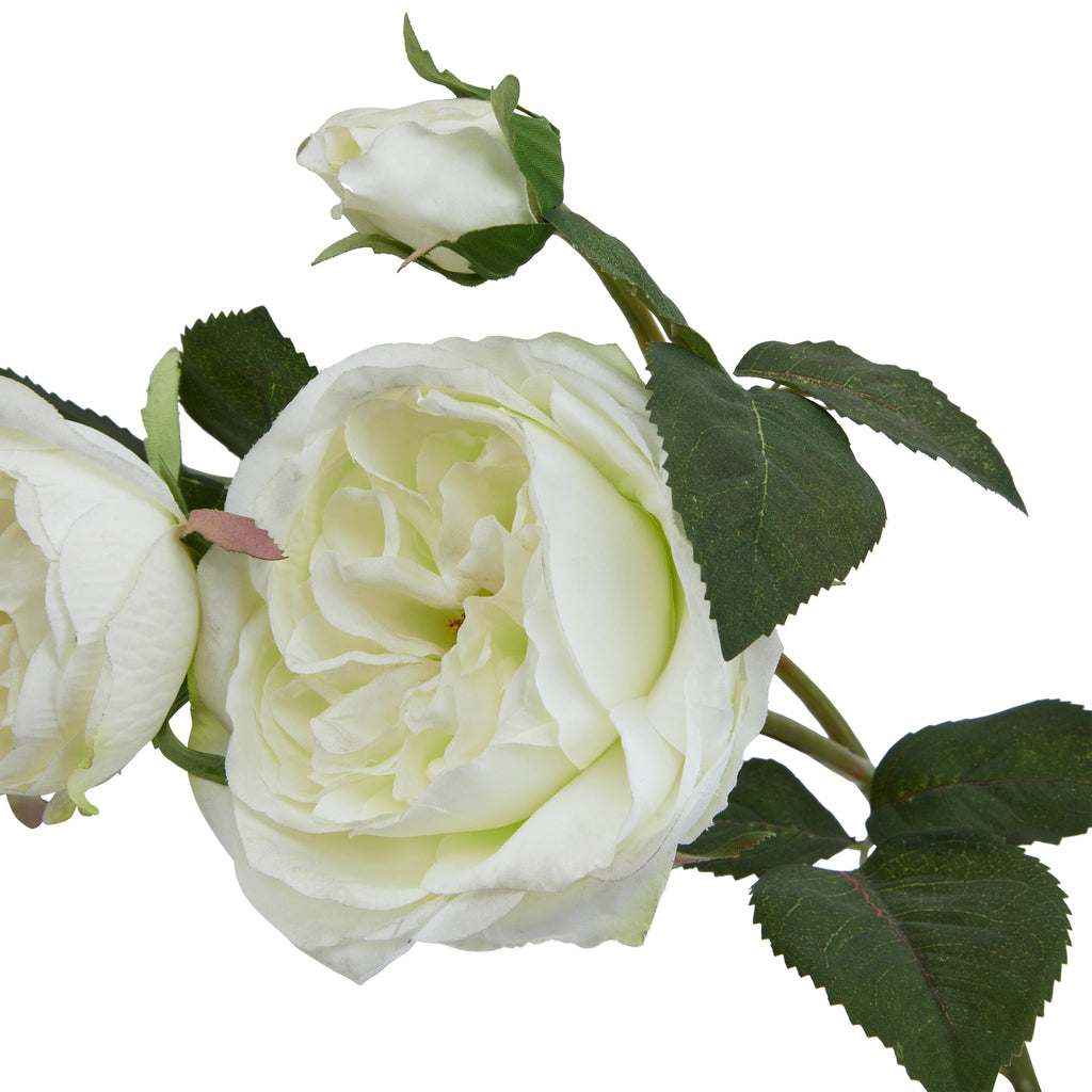 The Natural Garden Collection White Charity Rose – alternate view 4