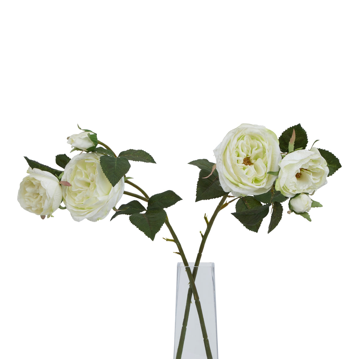 The Natural Garden Collection White Charity Rose – alternate view 5
