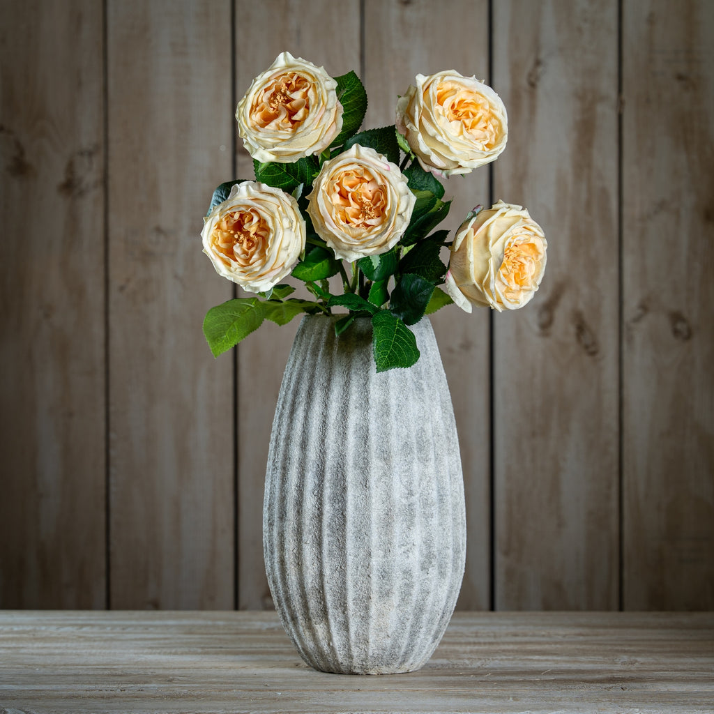 The Natural Garden Collection Palest Blush Charity Rose – alternate view 2