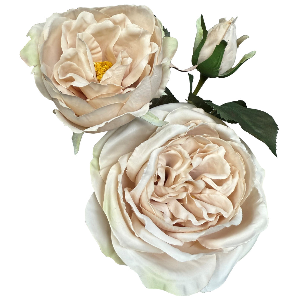 The Natural Garden Collection Palest Blush Charity Rose – alternate view 3