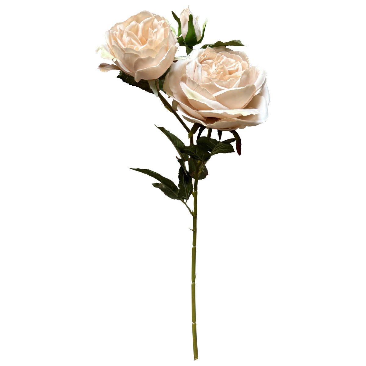 The Natural Garden Collection Palest Blush Charity Rose – alternate view 4