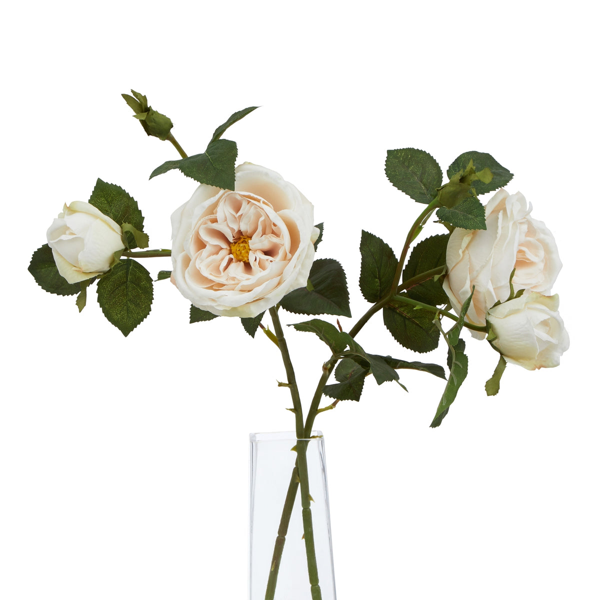 The Natural Garden Collection Palest Blush Charity Rose – alternate view 5