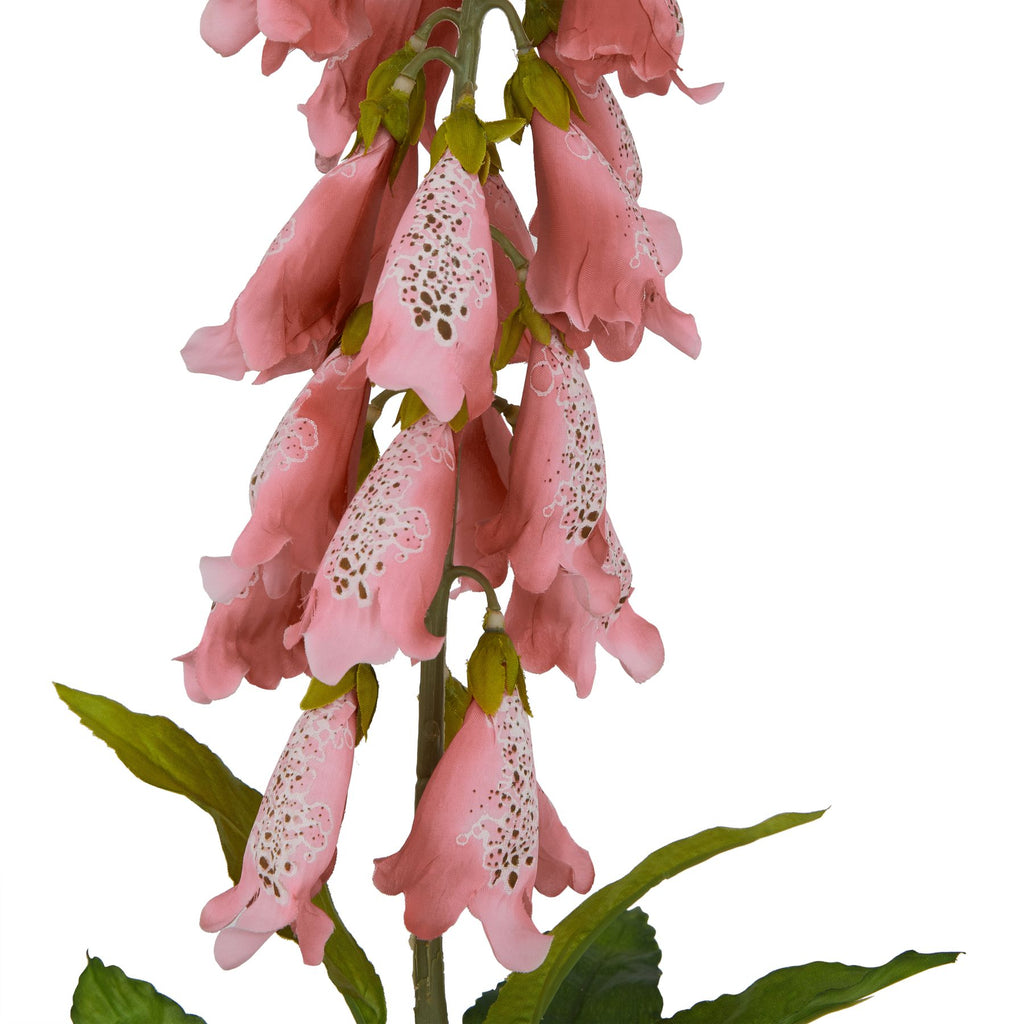 The Natural Garden Collection Pale Pink Foxglove – alternate view 2