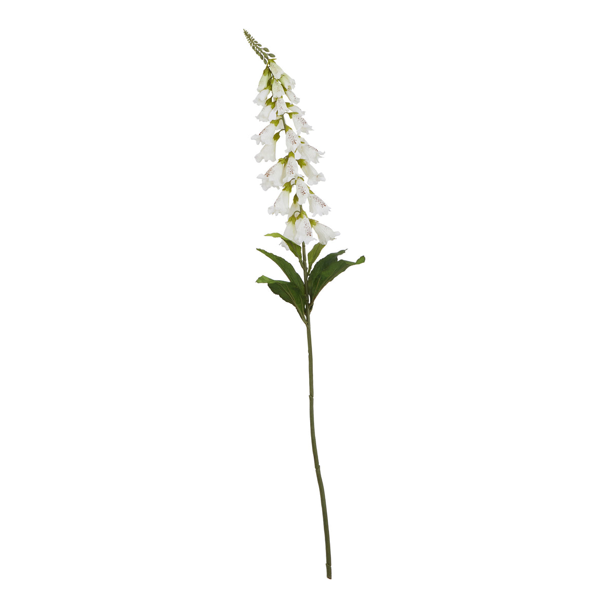 The Natural Garden Collection White Foxglove – alternate view 2