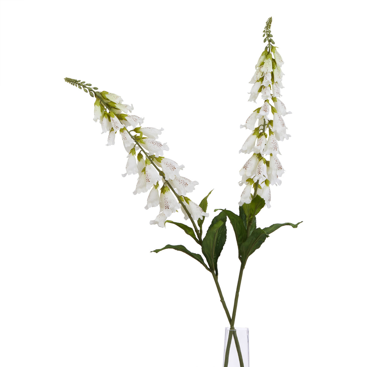 The Natural Garden Collection White Foxglove – alternate view 4