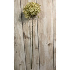 Green And Beige Allium – alternate view 2