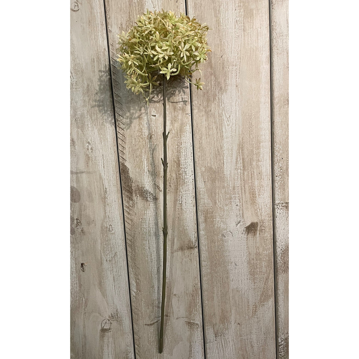 Green And Beige Allium – alternate view 2