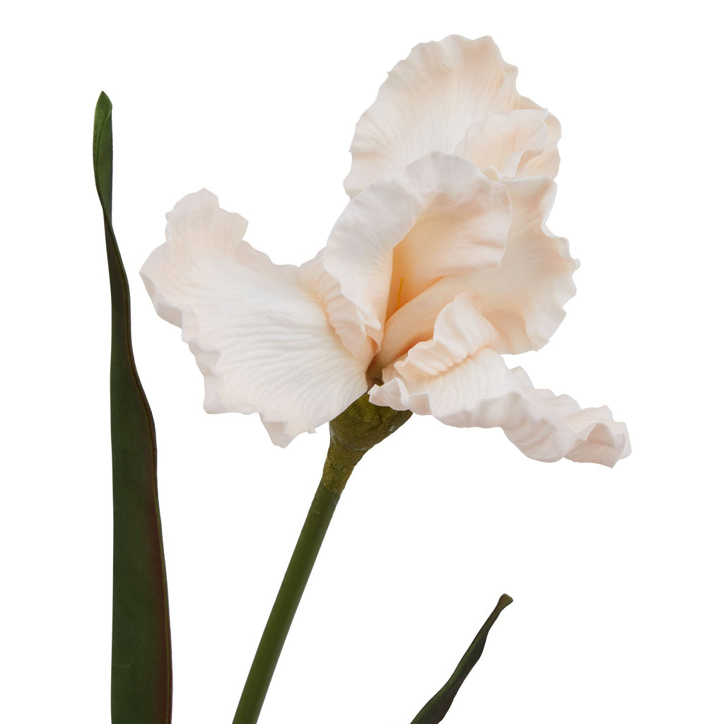 The Natural Garden Collection Pale Apricot Fringed Iris – alternate view 2