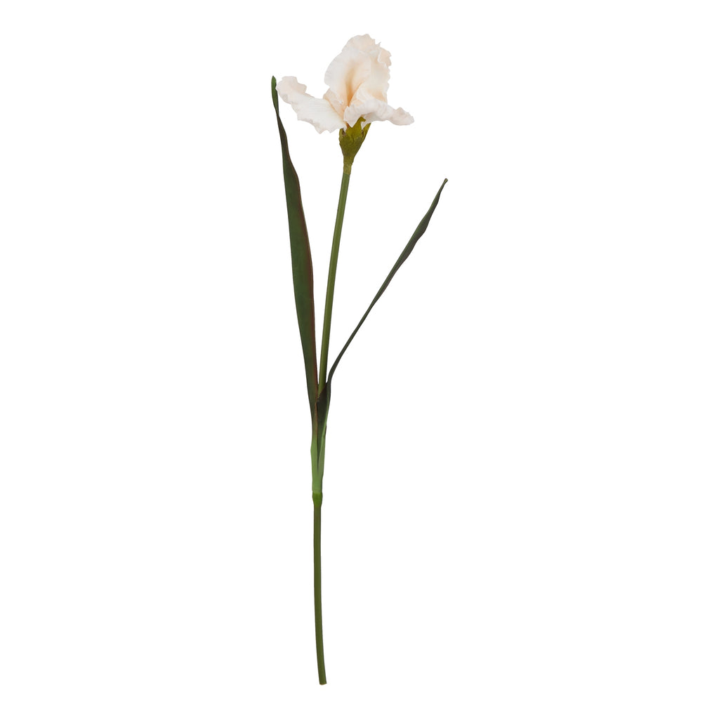 The Natural Garden Collection Pale Apricot Fringed Iris – alternate view 3