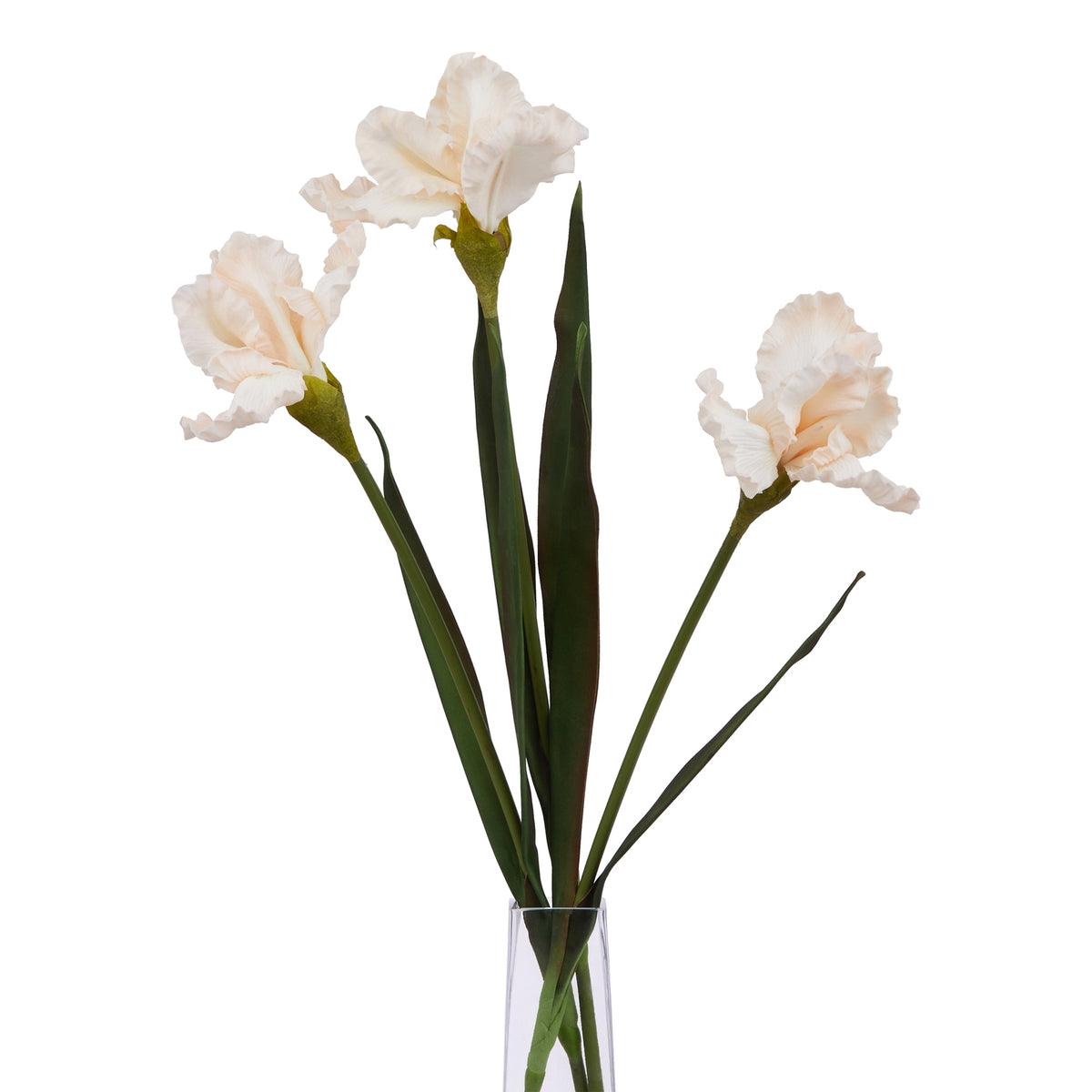 The Natural Garden Collection Pale Apricot Fringed Iris – alternate view 5