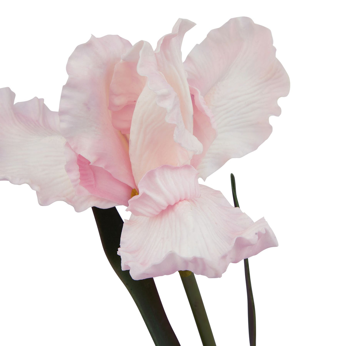 The Natural Garden Collection Pale Pink Fringed Iris – alternate view 2