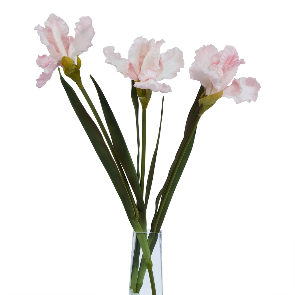 The Natural Garden Collection Pale Pink Fringed Iris – alternate view 3