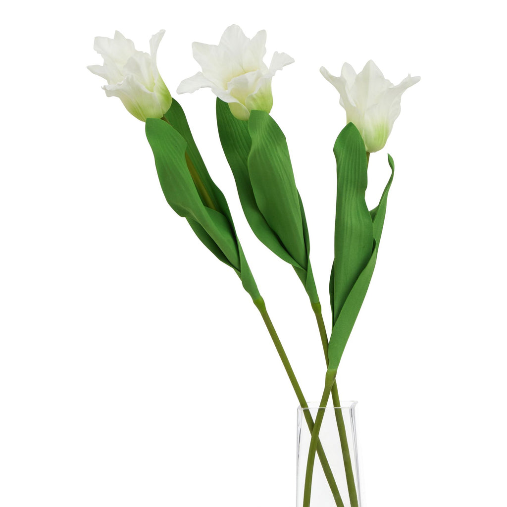 The Natural Garden Collection White Parrot Tulip – alternate view 3