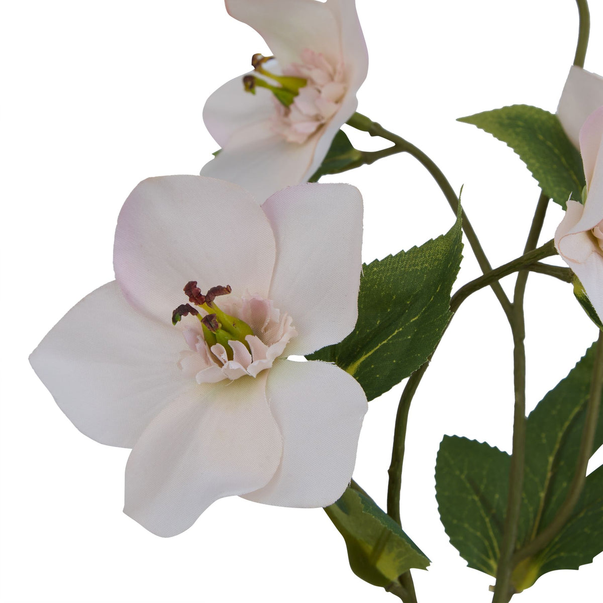 The Natural Garden Collection Pale Apricot Hellibore – alternate view 2