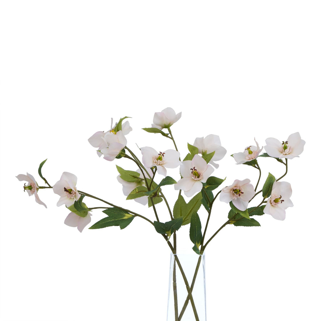 The Natural Garden Collection Pale Apricot Hellibore – alternate view 3