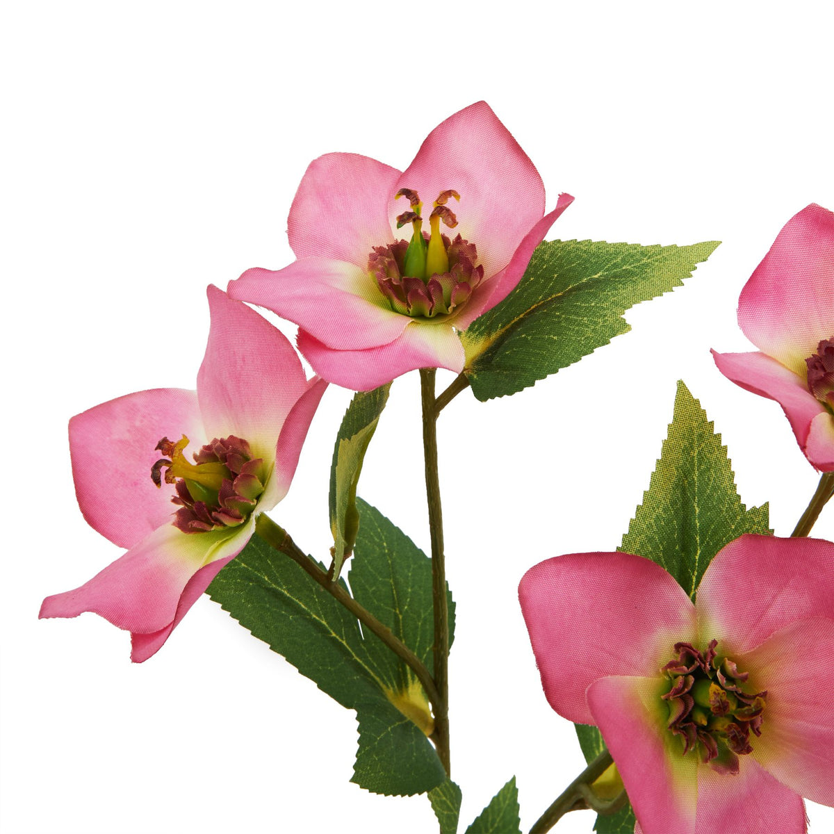 The Natural Garden Collection Pink Varigated Hellibore – alternate view 2