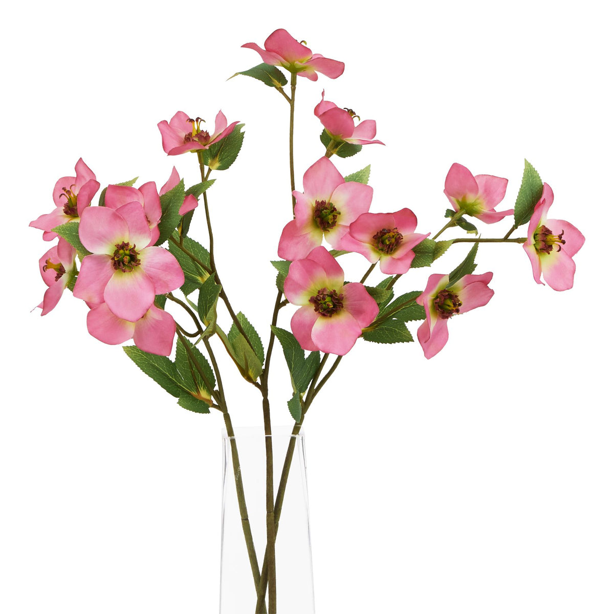 The Natural Garden Collection Pink Varigated Hellibore – alternate view 3