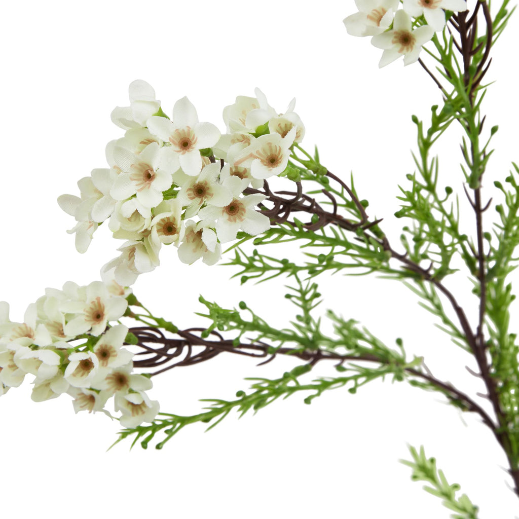 The Natural Garden Collection White Waxflower – alternate view 2