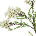 The Natural Garden Collection White Waxflower – alternate view 2
