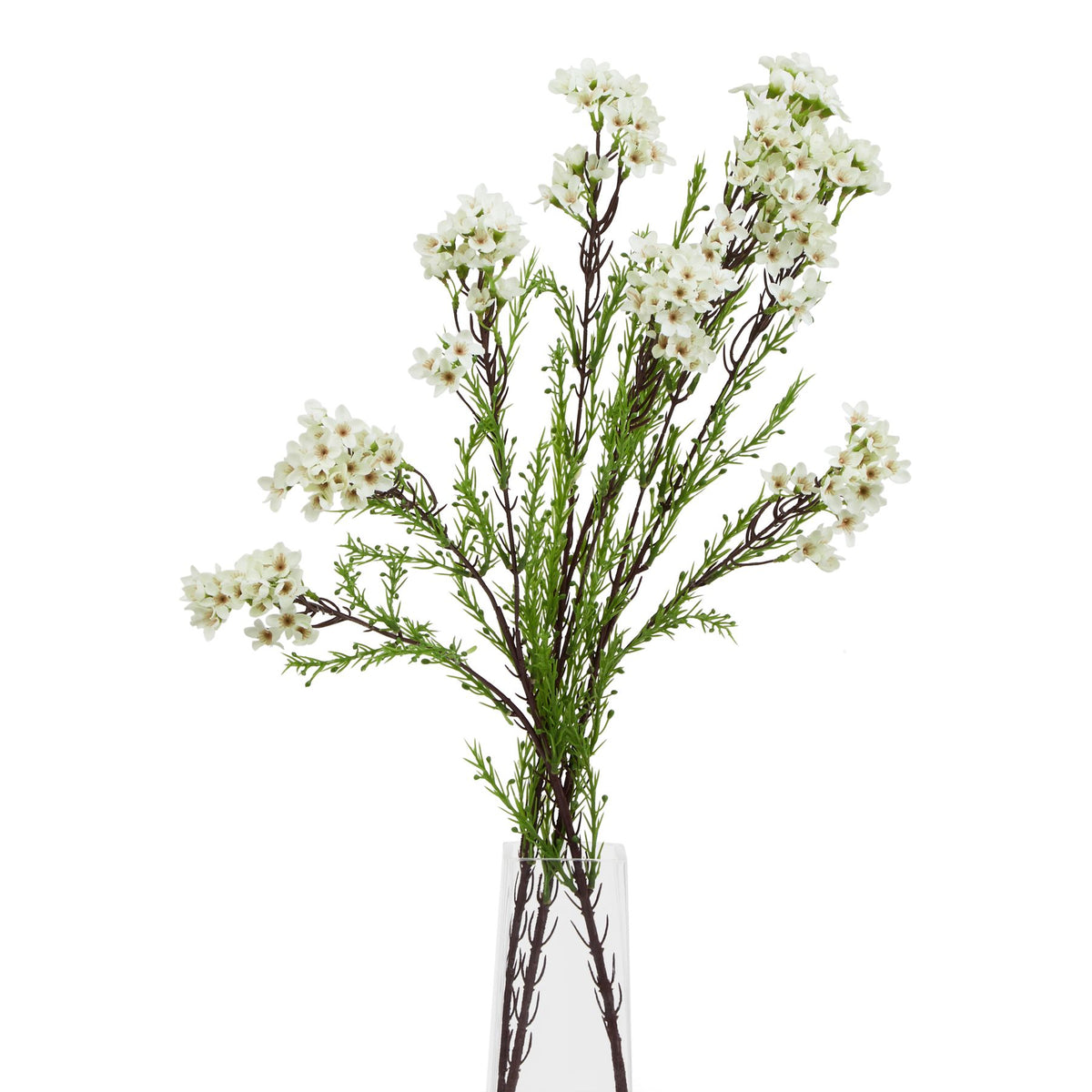 The Natural Garden Collection White Waxflower – alternate view 3