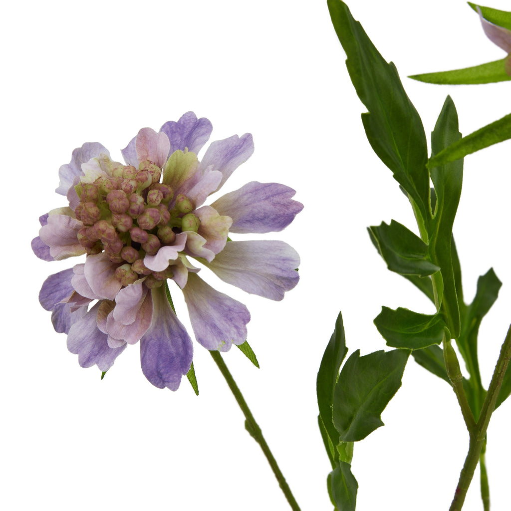 The Natural Garden Collection Purple Scabious Stem – alternate view 4