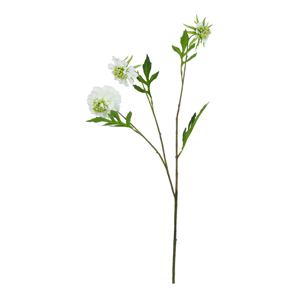 The Natural Garden Collection White Scabious Stem – alternate view 3