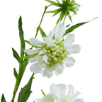 The Natural Garden Collection White Scabious Stem – alternate view 4